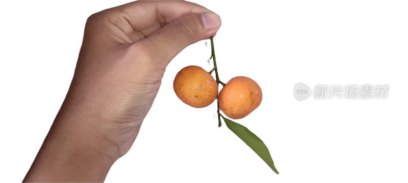 新鲜的橘子，橘子或橘子，或jeruk santang madu隔离在白色的背景为中国新年服务。柑橘类水果的成分。素果在白色上分离。